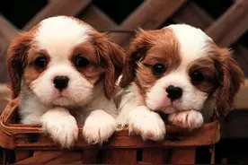 十大适合家养的小型犬，你最喜欢哪一种？图片