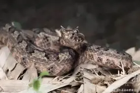 时隔7年，长有“龙”角的神奇蛇类再现浙江！有剧毒，行踪隐秘图片