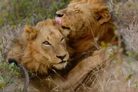徒有虚名的马库鲁，它兴许只是一头胆小而懦弱的雄狮图片