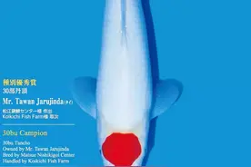 EM菌这种“养鱼神器”居然还可以自制？图片