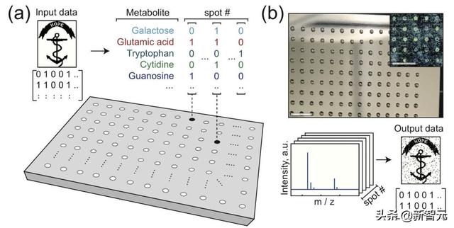 比DNA存储更可怕！你的照片居然可以存储在氨基酸分子溶液里
