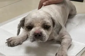 提子救助故事 | 你可知道一只被遗弃的狗，会在原地等待多久？图片