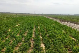 万亩绿色平地起！乌鲁木齐城西戈壁变绿洲，桃农年收入普遍20万+图片