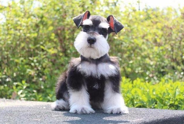 雪纳瑞成犬吃几多狗粮呀?这要看她的体重,根据标-准抚养才更安康