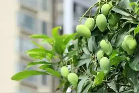 小心！最近路边这种“芒果”千万别摘！还有的半颗就能致命→图片