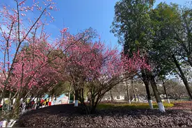 走！带你看岳阳真正的“花花世界”图片