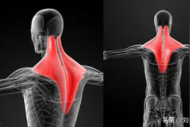 不想让斜方肌越来越厚？这个动作一定要练图片