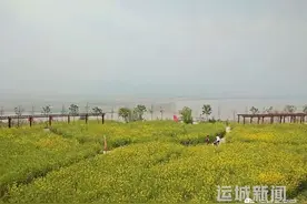 油菜花与黄河水交相辉映临猗吴王古渡成游客新宠图片