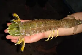 泰国皮皮虾比手臂粗，下锅时吃货直呼心痛，网友：这做法确实浪费图片