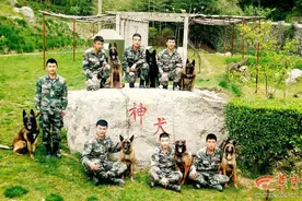 揭秘秦岭腹地的军犬基地：住独院有军籍、伙食有标准、防疫有专人图片