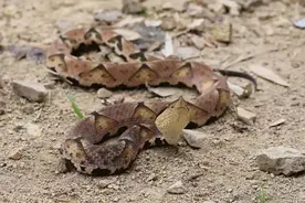 永不低头的五步蛇，也有吃瘪的一天，遇到菜花蛇会如何？图片