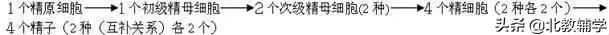 「高考·生物」高中生物重要规律性关系、公式精华汇总