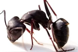 蚂蚁搬家渡河，蚁后是如何渡过的？专家：蚂蚁的智慧不简单图片