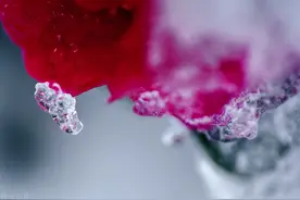「美文」初雪 作者：春草图片