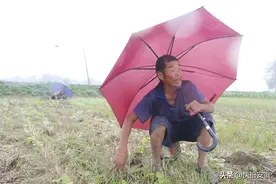 7旬老汉承包10亩田，机器收割后长出一地麦苗，雨天打伞去干活图片