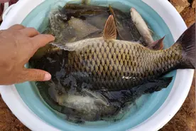 昆明周边陆良风林农庄休闲游，感受乡村气息，品尝土鸡水库野生鱼图片