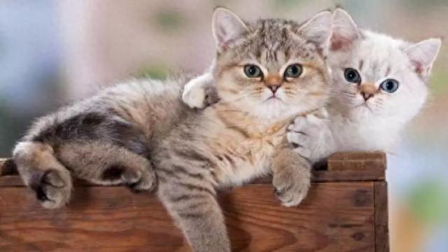 猫的撕碎逾期伤害，教育猫咪的六大原则是什么 配图04