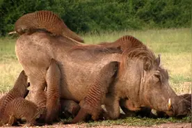 一群猫鼬围攻疣猪，为啥疣猪不但不反抗，反而躺在地上很享受？图片