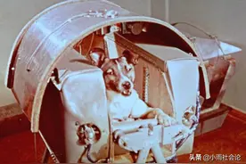 首只进入太空的狗“莱卡”：死前遭受巨大痛苦，至今仍流浪在太空图片