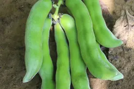 这菜只有夏季才能吃到，10元1斤，四川人很爱吃，端上桌抢着吃图片