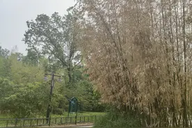 5月份了，紫竹院公园有些竹子怎么还是枯黄的？图片