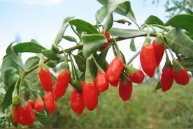 这种“硫磺枸杞”不要买，3个辨别方法要牢记，看完赶紧告诉家人图片