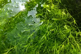 竹节草好看又好养，照着我的方法养，你也可以轻松养到爆缸图片