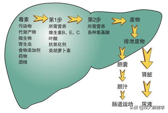 肝脏主要功能及损伤表现