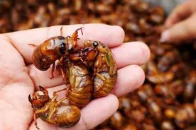 炸金蝉，直接下锅炸就错啦，难怪不酥脆不入味，大厨：这样做才对图片