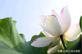 洛阳白马寺寺院门前荷花池里的荷花有多美，带你一起看佛门荷花图片