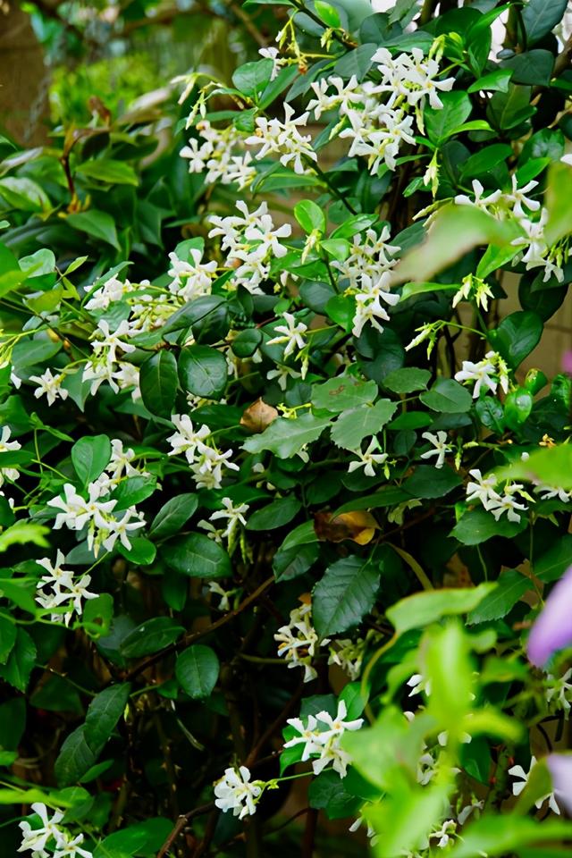 5种爬藤植物,生命力旺盛繁殖快,你养过吗?