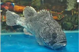 刚上市就卖不动，跌到23元/斤，养殖户扛不住，网友却说吃不起图片