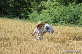 夫妻俩种二亩小麦完全手工割，地边一圈明显小路，是野猪灰鼠抢收图片