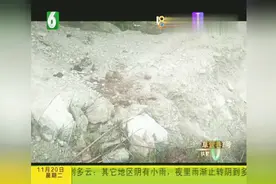 两头水牛“逛”高速，交警苦寻牛主人视频封面
