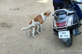 流浪狗坐在路边讨食，谁愿停车喂食就“送狗”，4只小狗全被抱走图片