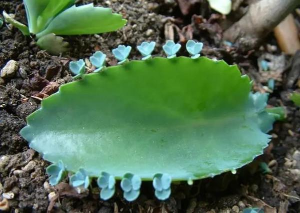 还魂草功效作用介绍（俗称还魂草）