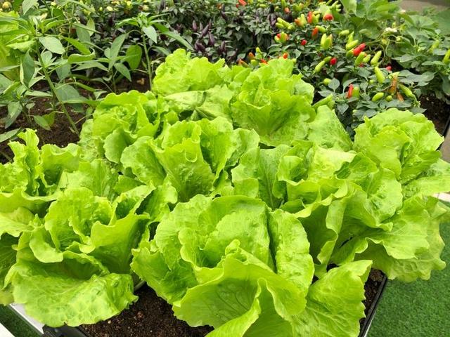 广州种菜网站建设（广州城市小菜园工程启动啦）