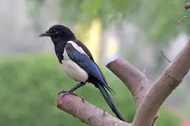 乌鸦与喜鹊，傻傻分不清？我来教你辨识图片