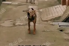 有意思！四川男子用祖传“指狗不咬法”，连退5条拦路狗图片