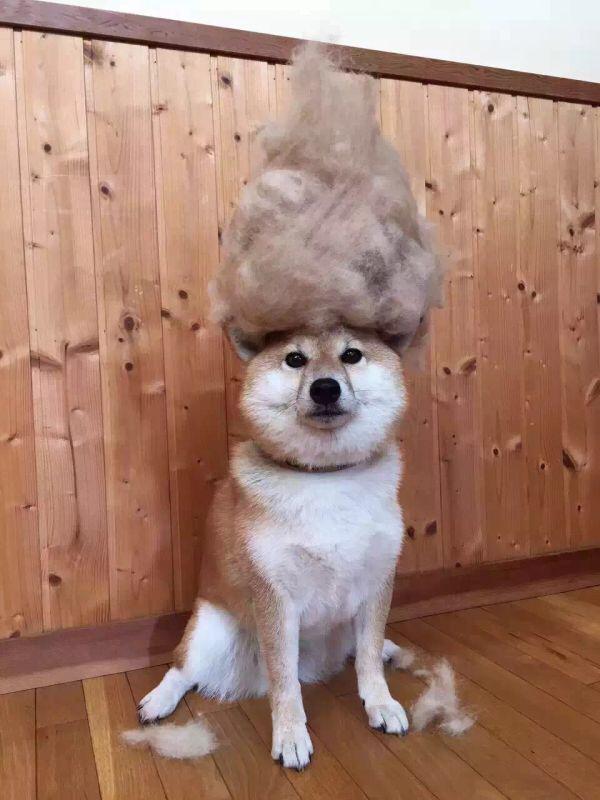 柴犬和秋田犬，还有人搞混这两种狗狗？一文告诉你两者的区别