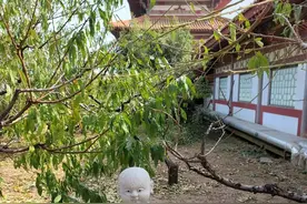 蟠桃山佛教文化景区全攻略来了！想考导游证的收藏打卡啦图片