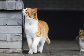 怀孕流浪猫上门求收养，生完就跑，好心小哥充当临时奶妈图片