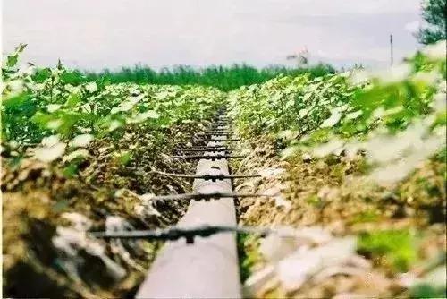 现代农业呼唤液体肥料：液体肥料的种种优势