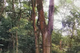 中国生长近百年的～檀香木图片