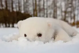 两首《婚礼进行曲》背后的“乐圣继业者战争”图片