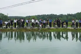 野生动物保护|野外放归1038条扬子鳄背后的守护图片