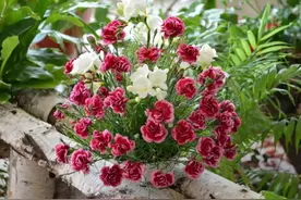 家有院子，可以种“霸道花”，花美好养，唯一的缺点是“难清除”图片