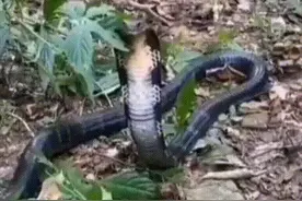 过山风，你想象不到的惊悚图片