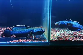 互动性最好的观赏鱼排名第3：雷龙鱼图片