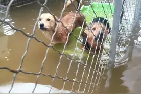 河南猫狗救助站现状，希望有更多品牌方捐粮，也希望宠物医院帮忙图片